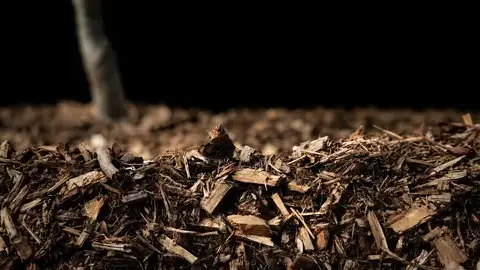 rachat de bois forestier à La Flèche - image 3