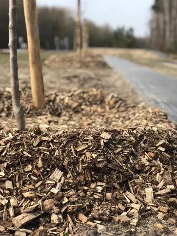 rachat de bois forestier à Sarthe - image 3